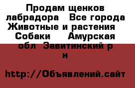 Продам щенков лабрадора - Все города Животные и растения » Собаки   . Амурская обл.,Завитинский р-н